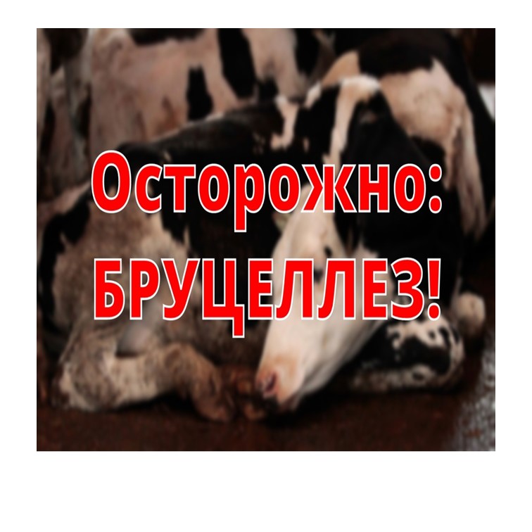 ОСТОРОЖНО, БРУЦЕЛЛЁЗ!.