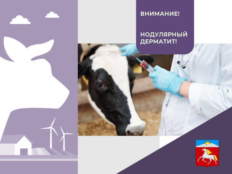 Внимание! Узелковый дерматит КРС!. Внимание! Узелковый дерматит КРС!.