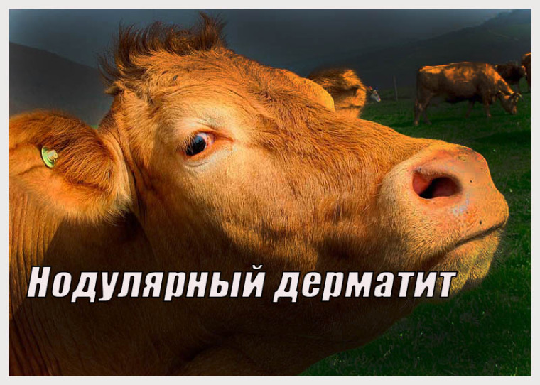 Анализ оперативной обстановки. Анализ оперативной обстановки.