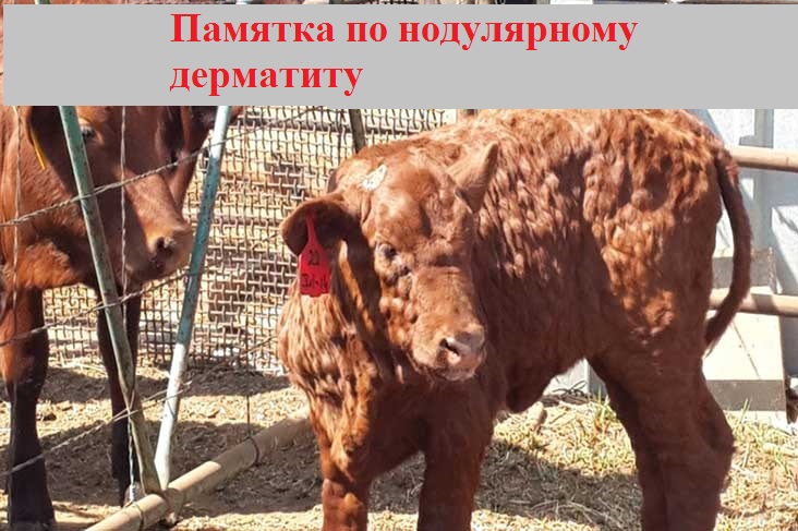 Анализ оперативной обстановки. Анализ оперативной обстановки.